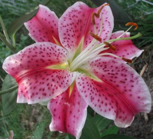 oriental-lily3