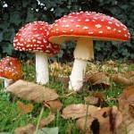 280px-Amanita_muscaria_3_vliegenzwammen_op_rij