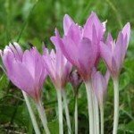 Colchicum autumnale